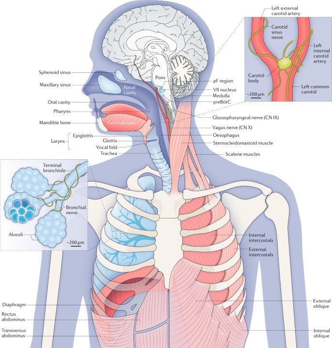 Breathing Matters Nature Reviews Neuroscience