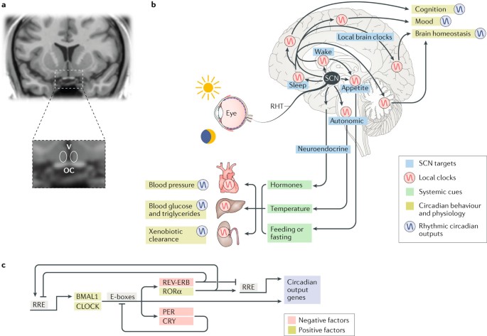 Generation Of Circadian Rhythms In The Suprachiasmatic Nucleus Nature Reviews Neuroscience