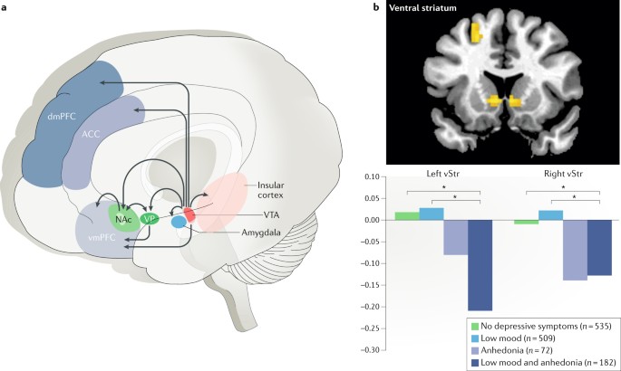 pt141 anhedonia Toward a Better Understanding of the Mechanisms and Pathophysiology of Anhedonia: Are We Ready for Translation? Neuroscience of apathy and anhedonia: