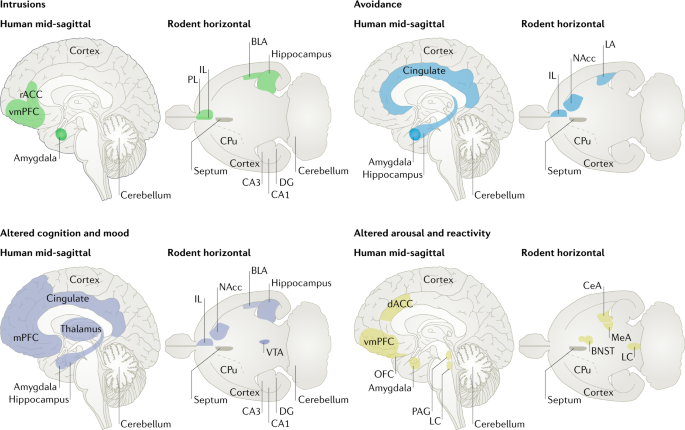 Brain Circuit Dysfunction In Post Traumatic Stress Disorder From Mouse To Man Nature Reviews Neuroscience