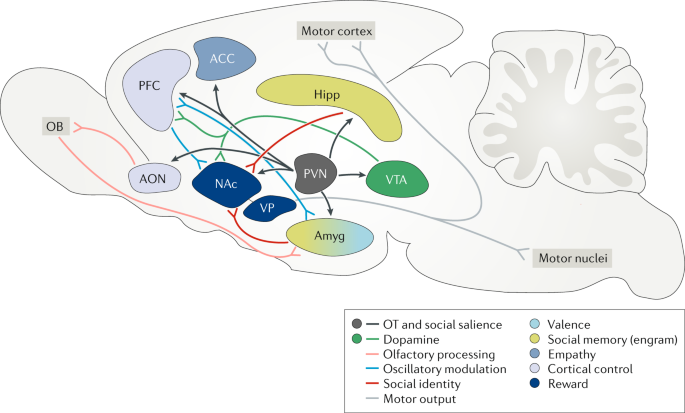 The neural mechanisms and circuitry of the pair bond | Nature Reviews  Neuroscience