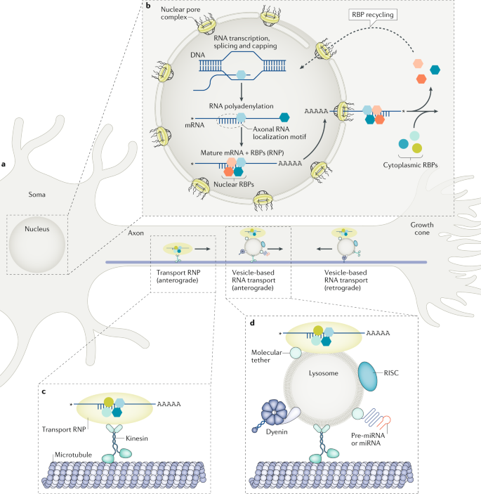The Functional Organization Of Axonal Mrna Transport And Translation Nature Reviews Neuroscience