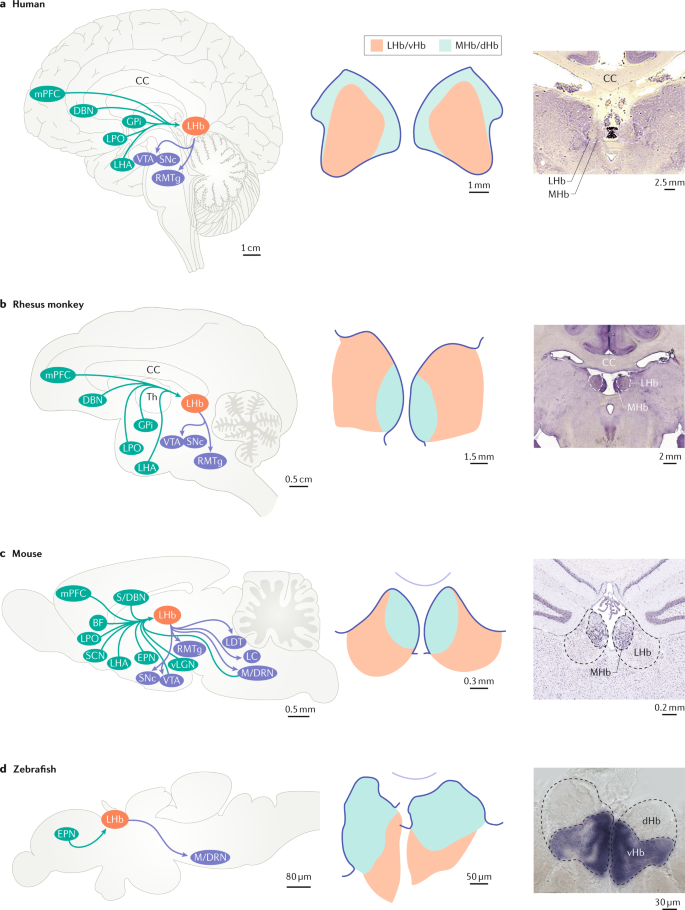 Circuits And Functions Of The Lateral Habenula In Health And In Disease Nature Reviews Neuroscience