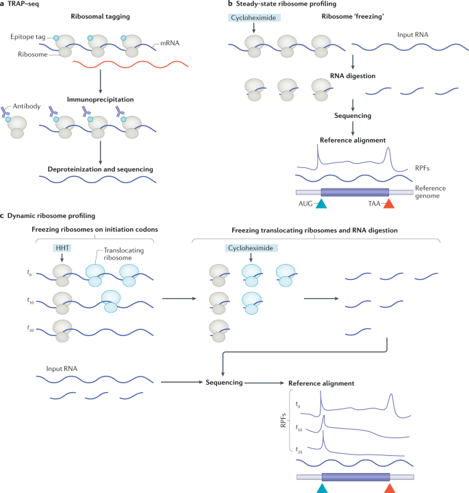 The molecular biology of FMRP: new insights fragile X | Nature Reviews Neuroscience