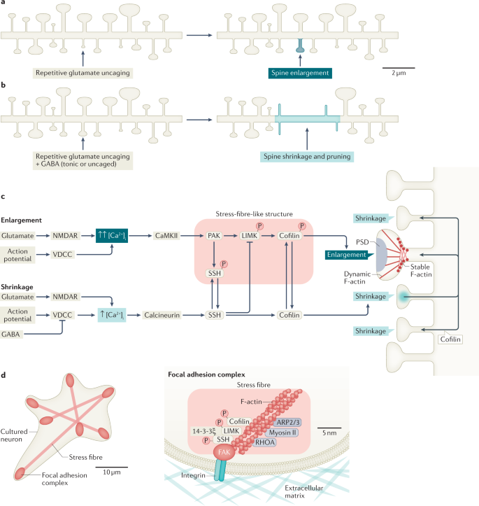 Spine Dynamics In The Brain Mental Disorders And Artificial Neural Networks Nature Reviews Neuroscience
