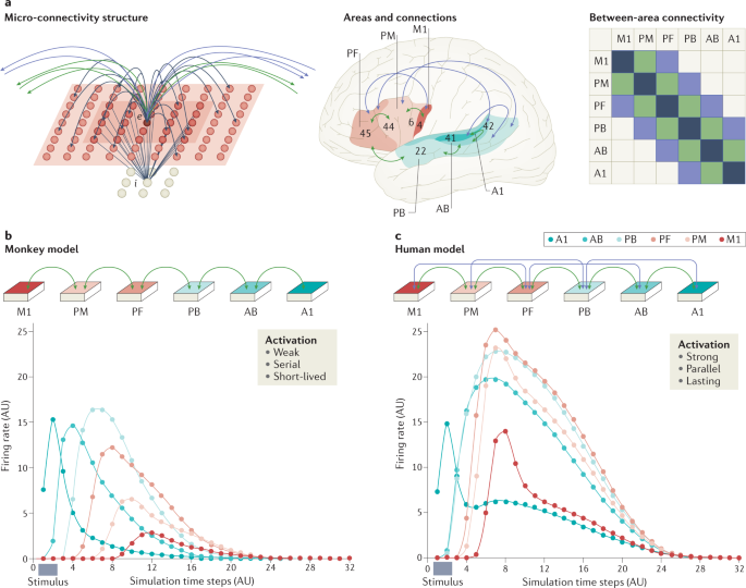 Biological Constraints On Neural Work Models Of Cognitive Function Nature Reviews Neuroscience