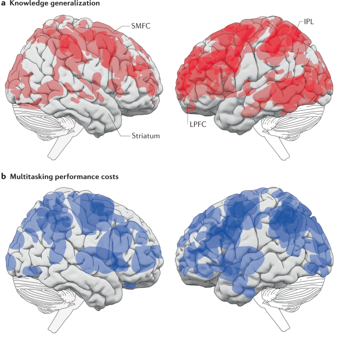 Knowledge generalization and the costs of multitasking | Nature Reviews  Neuroscience