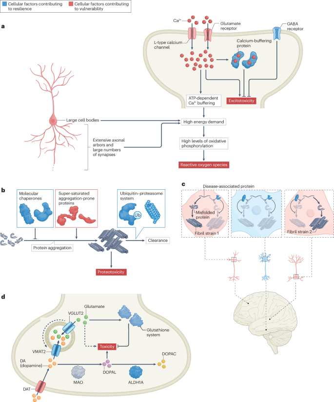 Molecular and cellular mechanisms of selective vulnerability in  neurodegenerative diseases | Nature Reviews Neuroscience