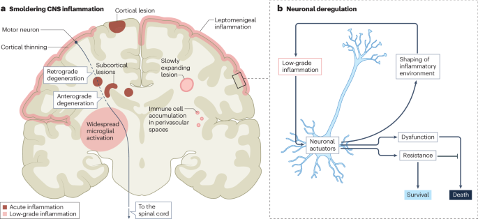 The neuropathobiology of multiple sclerosis | Nature Reviews Neuroscience The neuropathobiology of multiple sclerosis | Nature Reviews Neuroscience