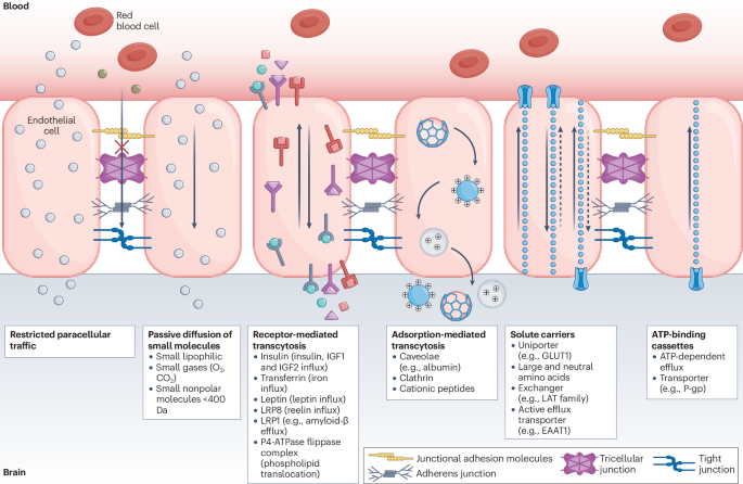 nadph reduced glutathione Full article: The effect of NADPH oxidase inhibitor diphenyleneiodonium (DPI) and glutathione (GSH) on Isatis cappadocica, under Arsenic (As) toxicity