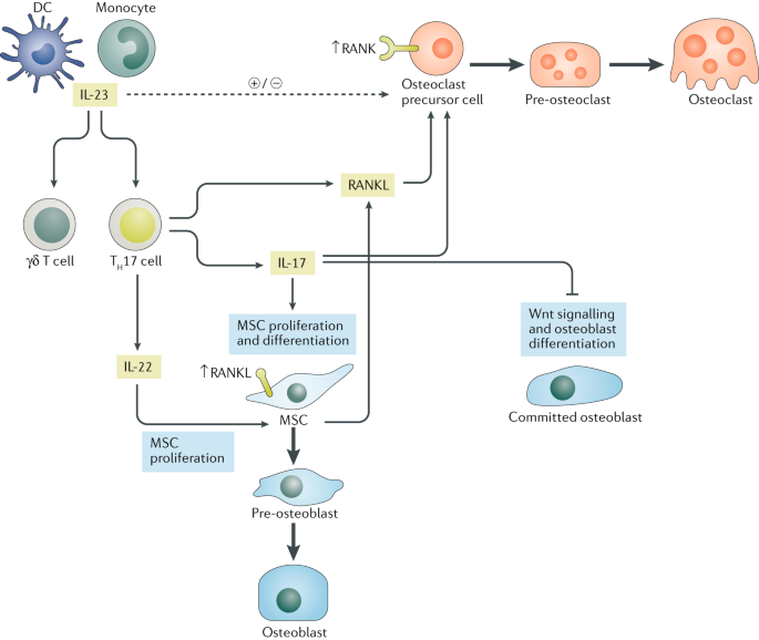 Effects Of The Il 23 Il 17 Pathway On Bone In Spondyloarthritis Nature Reviews Rheumatology