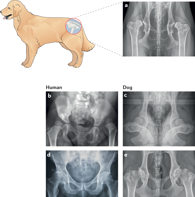 Spontaneous Dog Osteoarthritis A One Medicine Vision Nature Reviews Rheumatology