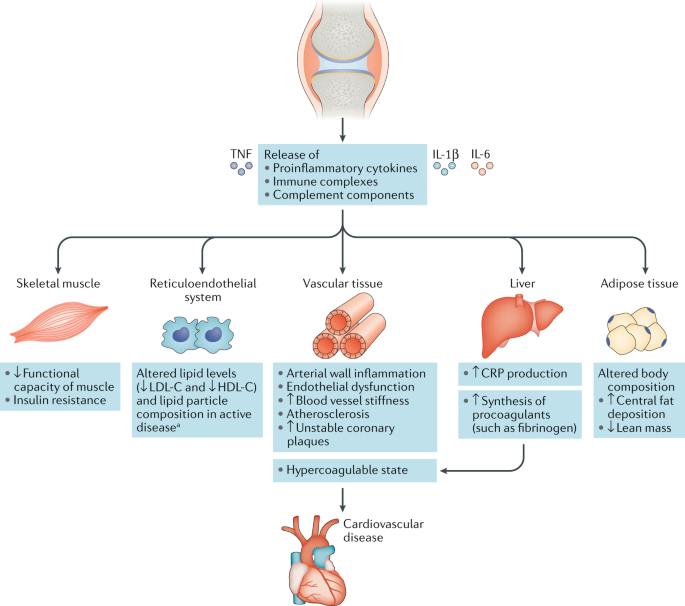 Cardiometabolic Comorbidities In Ra And Psa Lessons Learned And Future Directions Nature Reviews Rheumatology