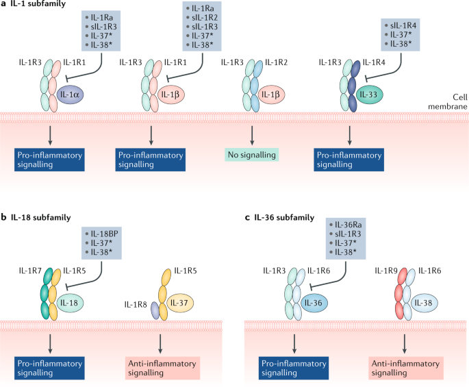 The IL-1 family of cytokines and receptors in rheumatic diseases | Nature  Reviews Rheumatology