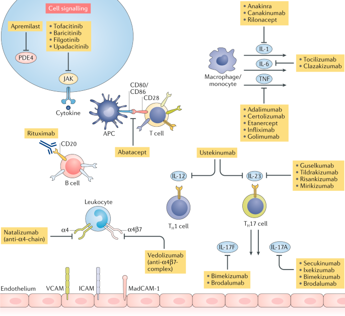 Bedside To Bench Defining The Immunopathogenesis Of Psoriatic Arthritis Nature Reviews Rheumatology