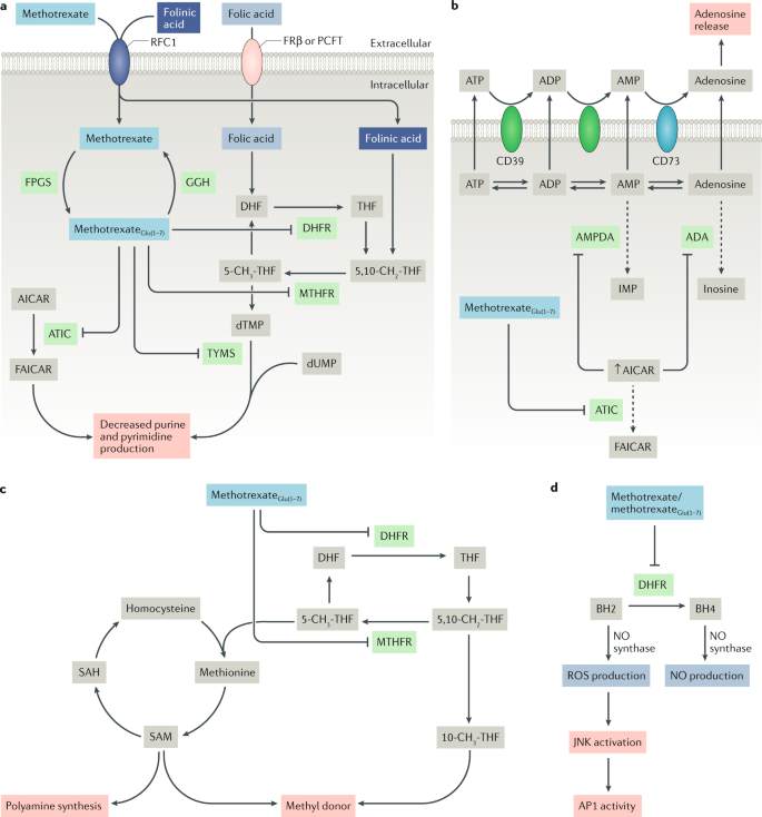 Methotrexate and its mechanisms of action in inflammatory arthritis |  Nature Reviews Rheumatology
