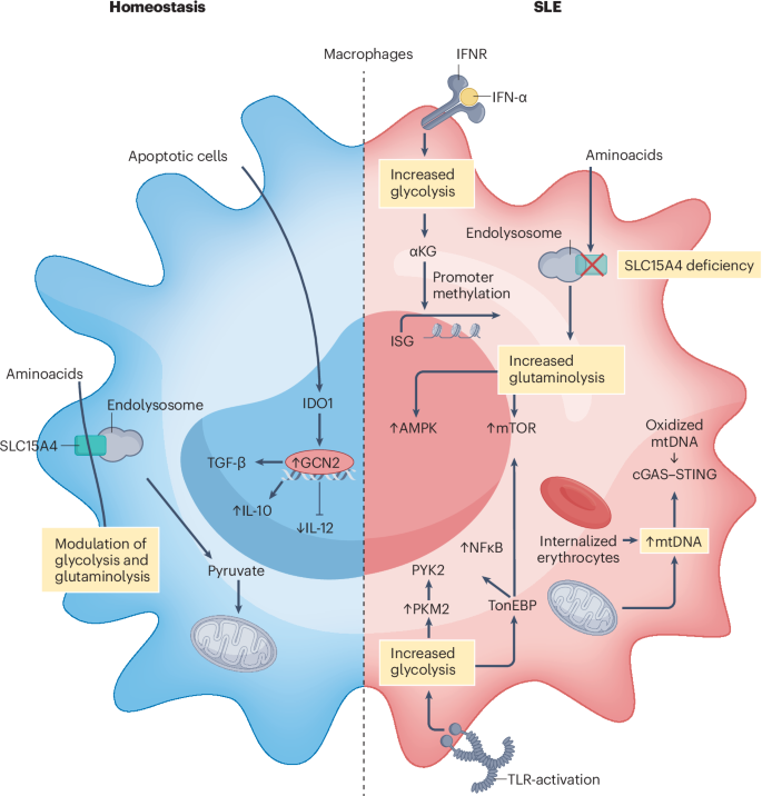 Immunometabolism in systemic lupus erythematosus