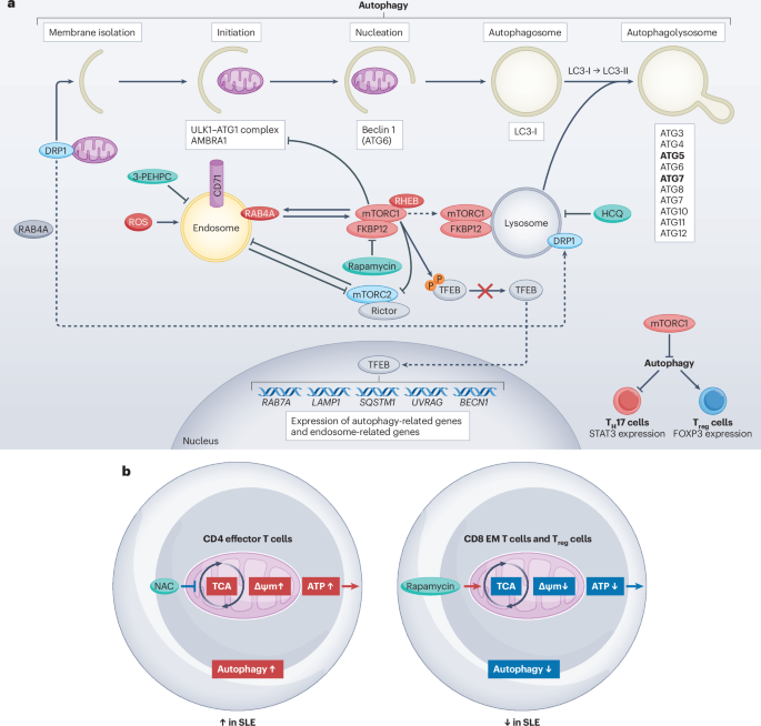 what are glutathione conjugates Phase II - Glutathione Conjugation | Metabolism of Herbicides or  Xenobiotics in Plants