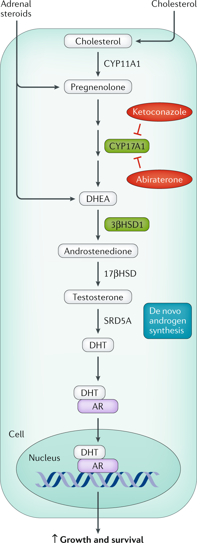 The Role Of Ketoconazole In Current Prostate Cancer Care Nature Reviews Urology