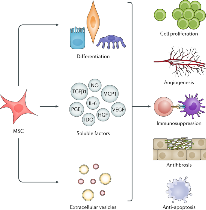 Harnessing The Mesenchymal Stem Cell Secretome For Regenerative Urology |  Nature Reviews Urology Harnessing The Mesenchymal Stem Cell Secretome For Regenerative Urology |  Nature Reviews Urology