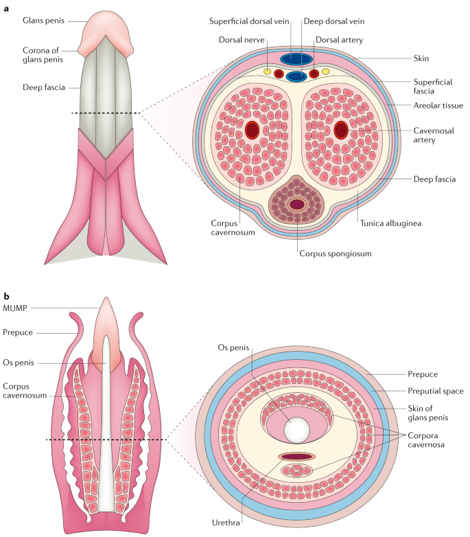 penis novo- formation co pomaga na długie erekcje
