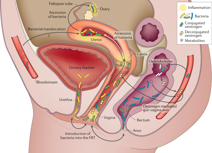 The microbiome and gynaecological cancer development, prevention and  therapy | Nature Reviews Urology