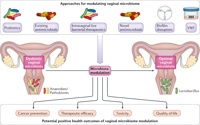 The microbiome and gynaecological cancer development, prevention and  therapy | Nature Reviews Urology
