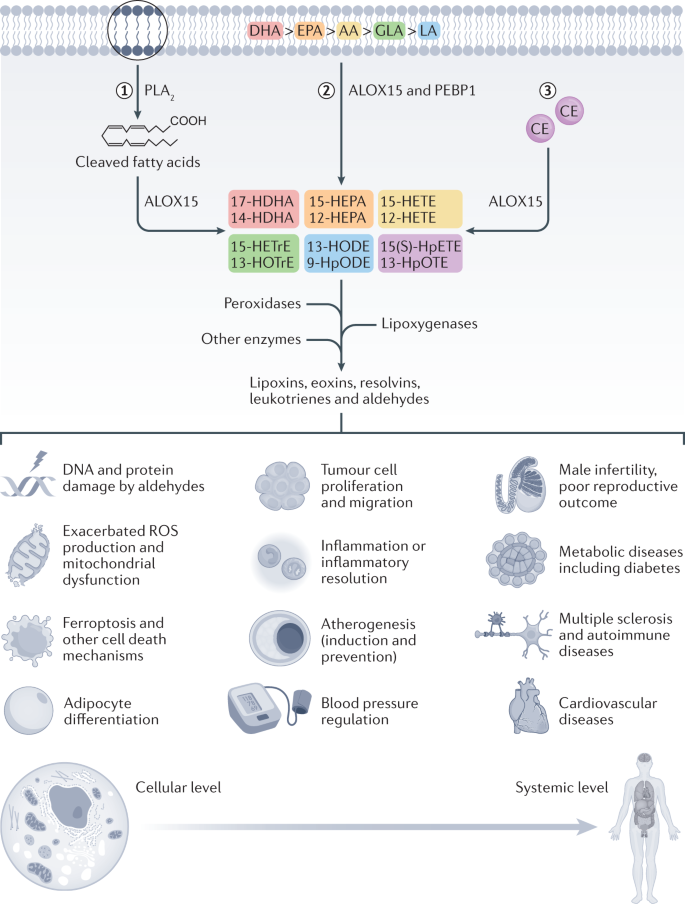 Male infertility and somatic health  insights into lipid damage as a  mechanistic link | Nature Reviews Urology