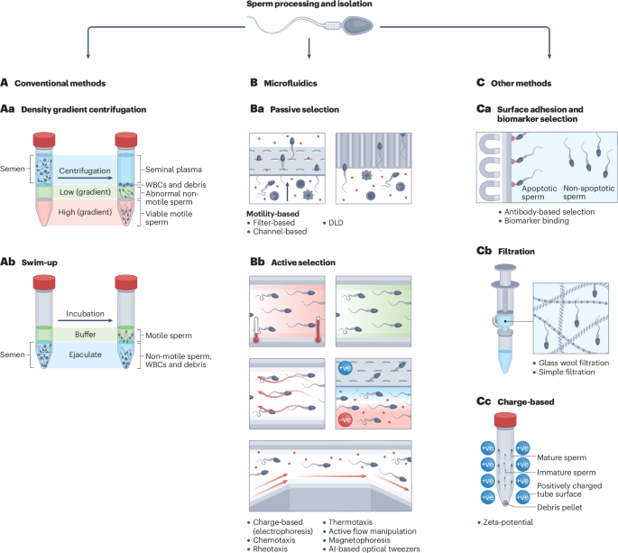 Sperm DNA fragmentation and its influence on mammalian reproduction