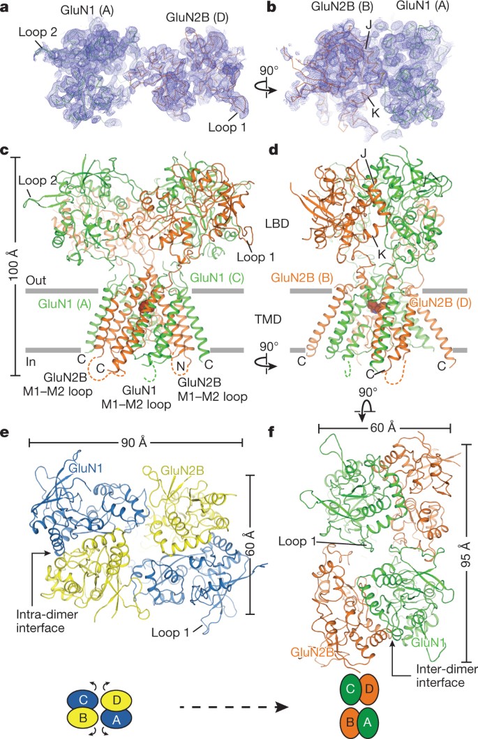 mk 801 nmda receptor antagonist