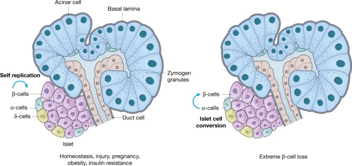 Pancreas Regeneration Nature Pancreas Regeneration Nature
