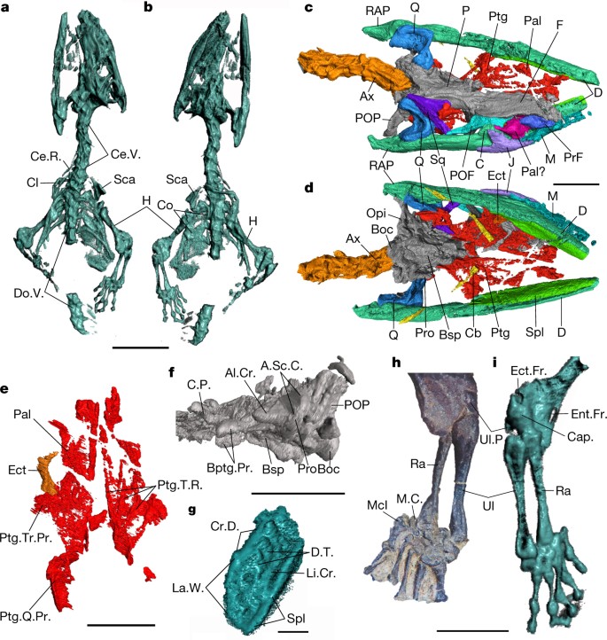 The Origin Of Squamates Revealed By A Middle Triassic Lizard From The Italian Alps Nature The Origin Of Squamates Revealed By A Middle Triassic Lizard From The Italian Alps Nature