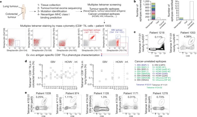 Bystander Cd8 T Cells Are Abundant And Phenotypically Distinct In Human Tumour Infiltrates Nature