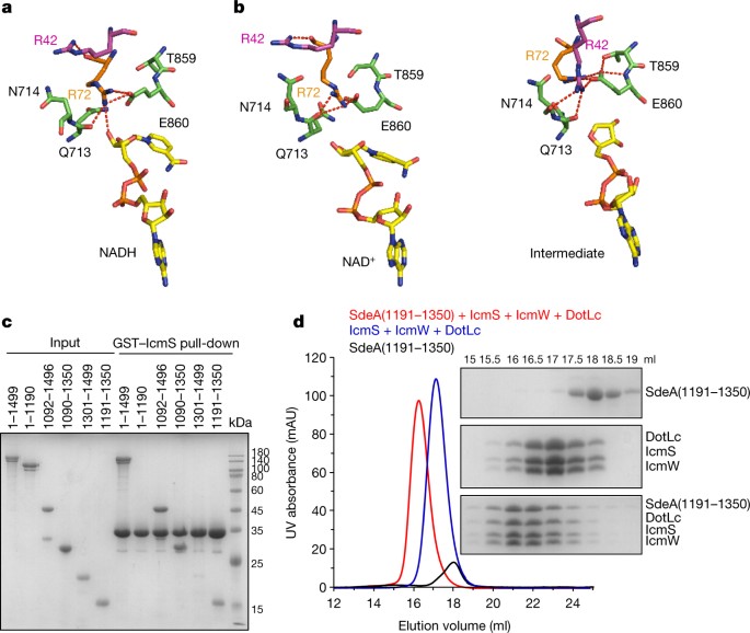 Structural Basis Of Ubiquitin Modification By The Legionella Effector Sdea Nature Structural Basis Of Ubiquitin Modification By The Legionella Effector Sdea Nature