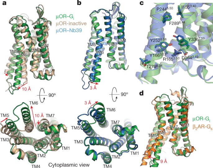 Structure Of The µ Opioid Receptor G I Protein Complex Nature