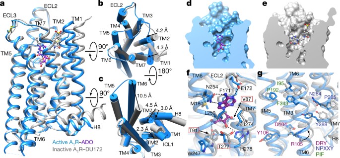 Structure Of The Adenosine Bound Human Adenosine A 1 Receptor G I Complex Nature