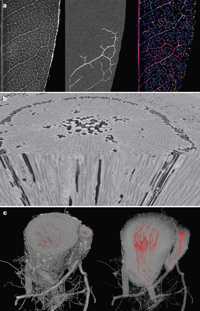 Micro-CT images of Scots pine stems. Shown are examples of transverse