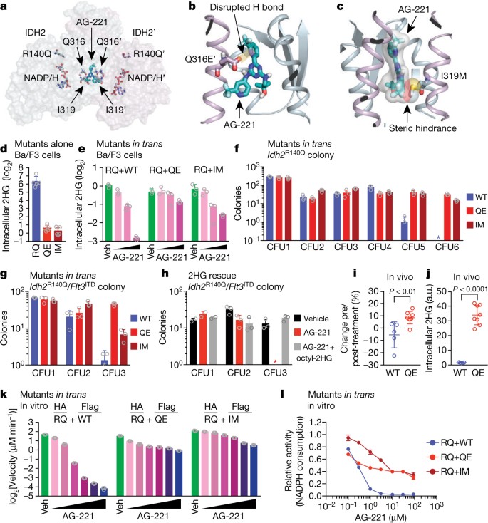 Acquired resistance to IDH inhibition through trans or cis dimer-interface  mutations | Nature