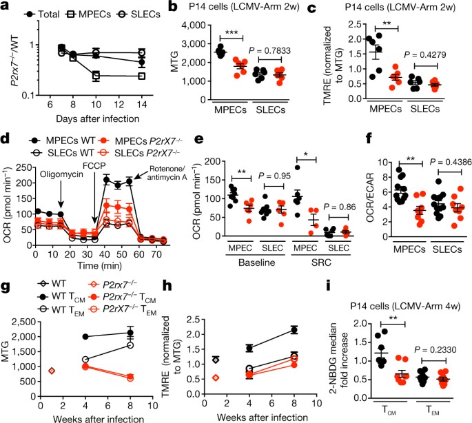 The Purinergic Receptor P2rx7 Directs Metabolic Fitness Of Long Lived Memory Cd8 T Cells Nature
