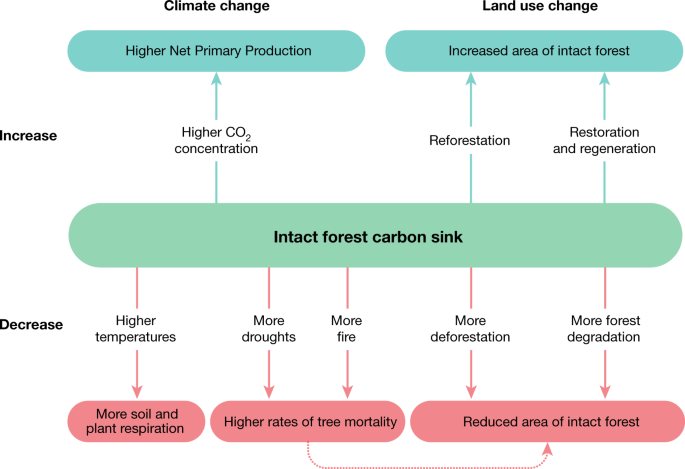 The Tropical Forest Carbon Cycle And Climate Change Nature