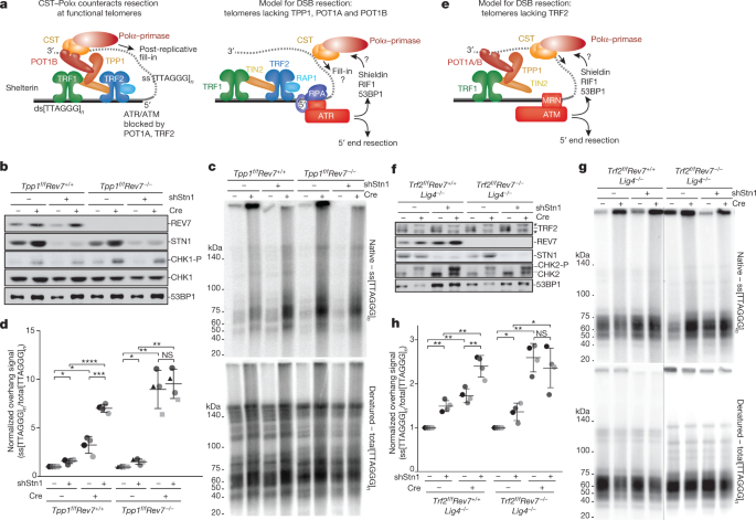 53bp1 Rif1 Shieldin Counteracts Dsb Resection Through Cst And Pola Dependent Fill In Nature
