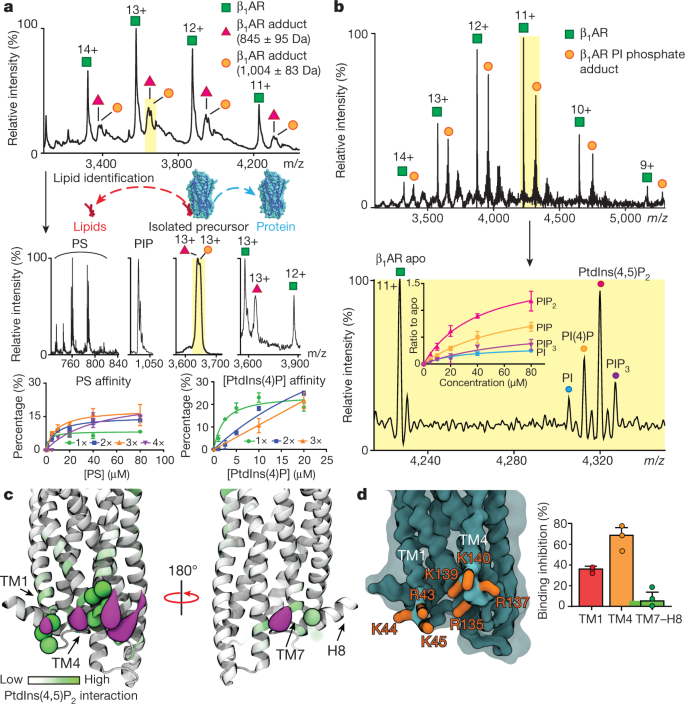 Ptdins 4 5 P2 Stabilizes Active States Of Gpcrs And Enhances Selectivity Of G Protein Coupling Nature