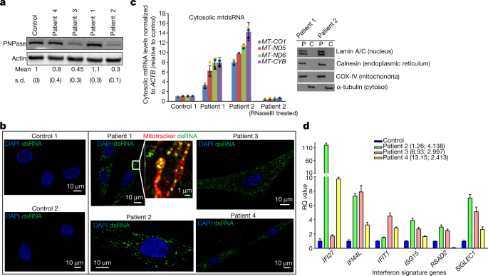 Mitochondrial Double Stranded Rna Triggers Antiviral Signalling In Humans Nature Mitochondrial Double Stranded Rna Triggers Antiviral Signalling In Humans Nature