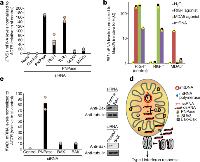 Mitochondrial Double Stranded Rna Triggers Antiviral Signalling In Humans Nature Mitochondrial Double Stranded Rna Triggers Antiviral Signalling In Humans Nature