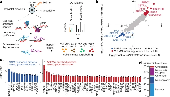 The NORAD lncRNA assembles a topoisomerase complex critical for genome stability