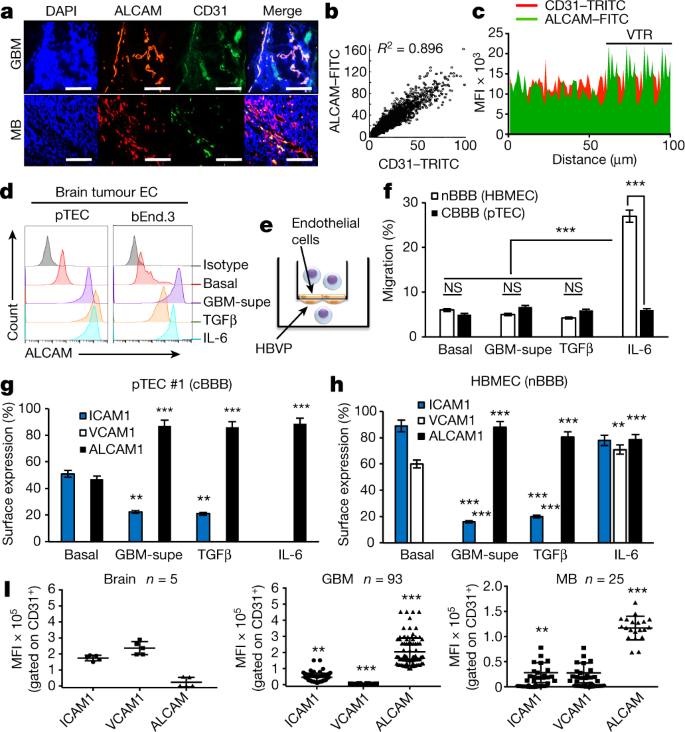 A Homing System Targets Therapeutic T Cells To Brain Cancer Nature