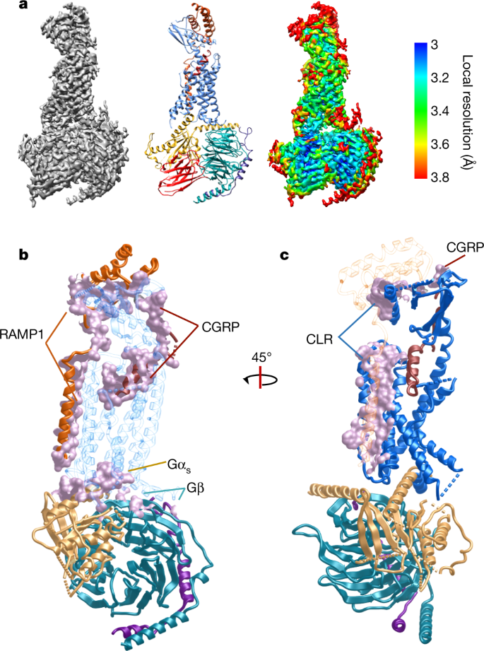 Cryo Em Structure Of The Active G S Protein Complexed Human Cgrp Receptor Nature