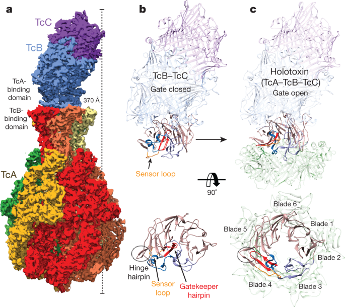 Tc toxin activation requires unfolding and refolding of a β-propeller |  Nature