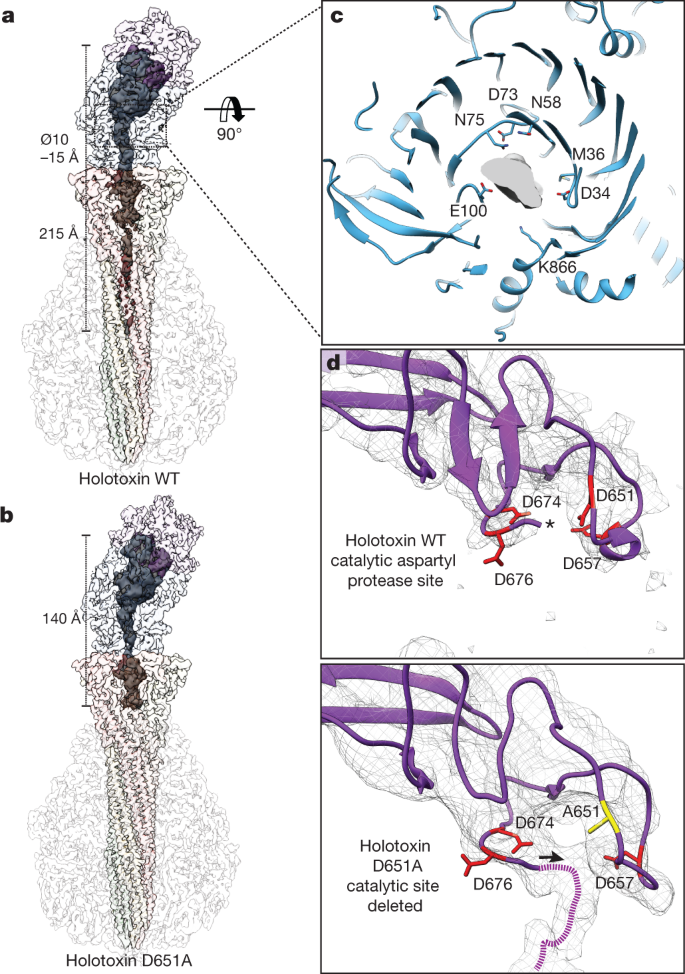 Tc Toxin Activation Requires Unfolding And Refolding Of A B Propeller Nature