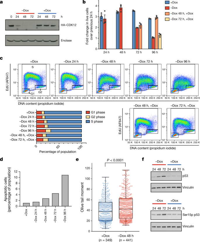 Cdk12 Regulates Dna Repair Genes By Suppressing Intronic Polyadenylation Nature